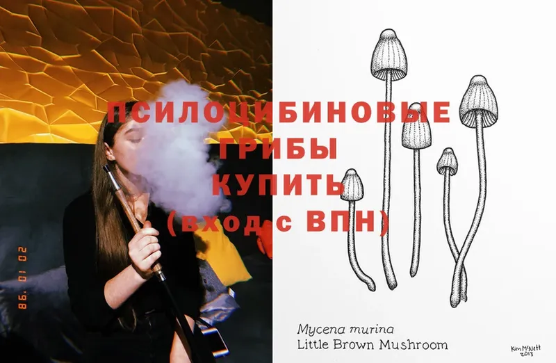 магазин продажи наркотиков  Адыгейск  Псилоцибиновые грибы Psilocybine cubensis 
